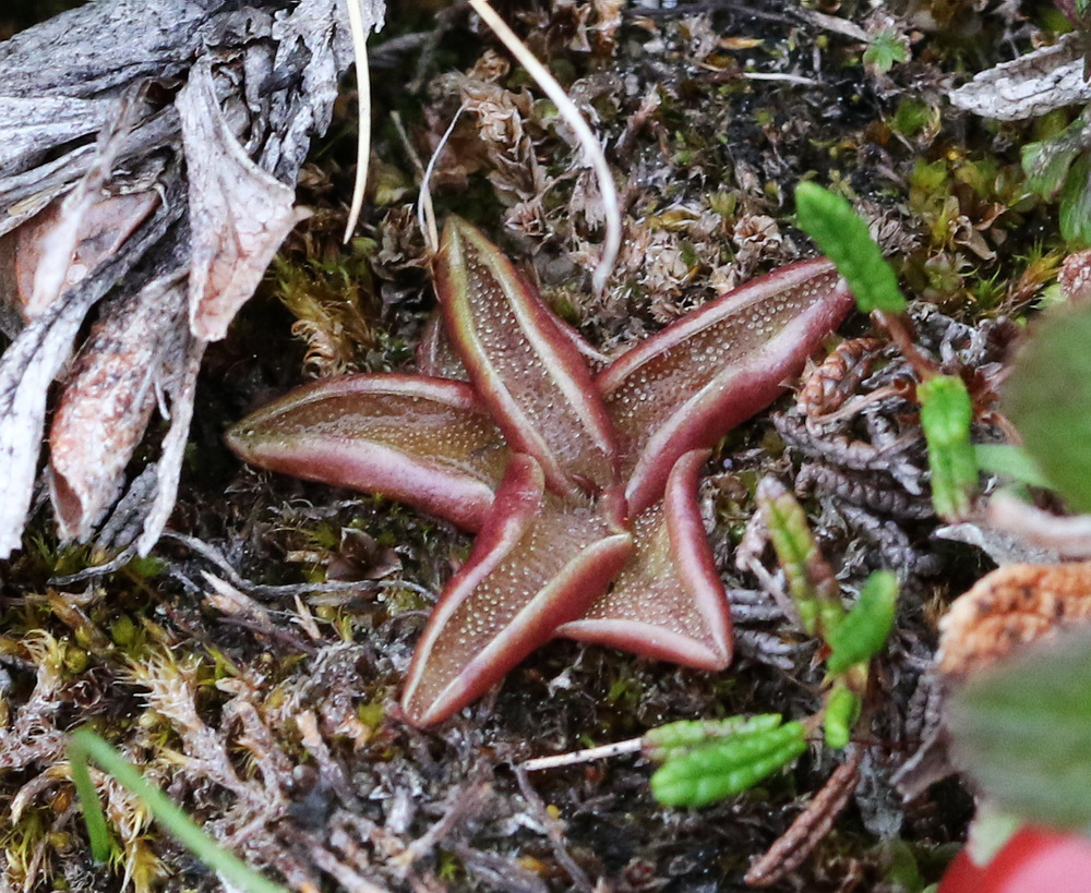 Image of Pinguicula alpina specimen.