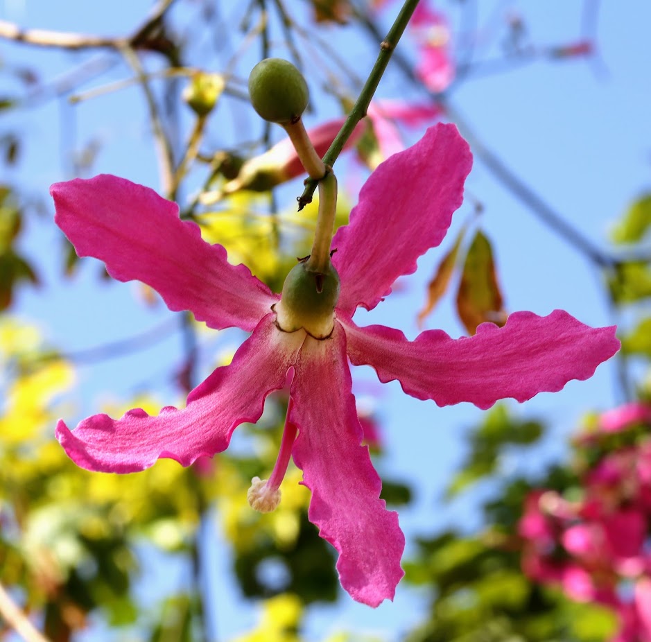 Изображение особи Ceiba speciosa.