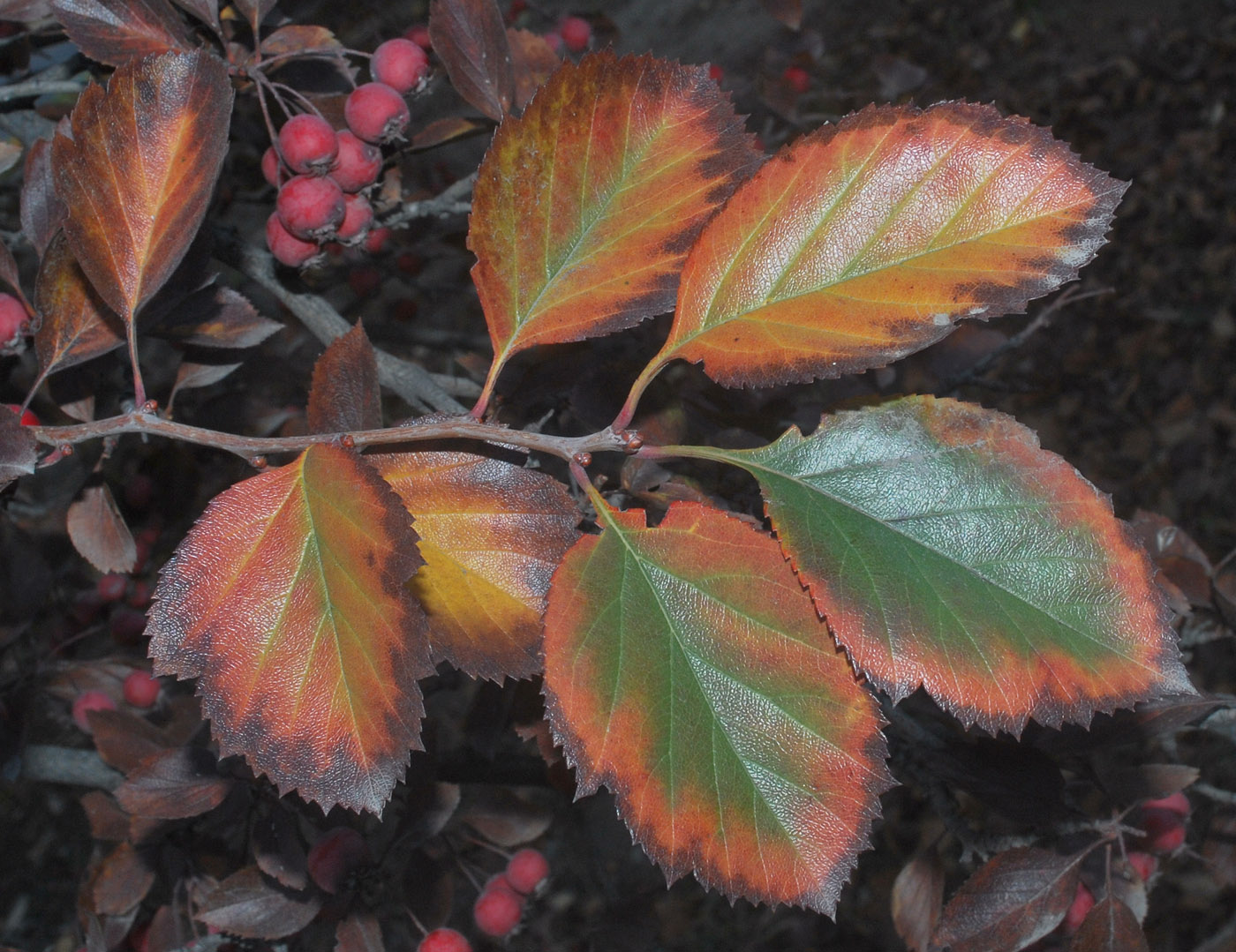 Изображение особи род Crataegus.