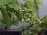 Syringa vulgaris