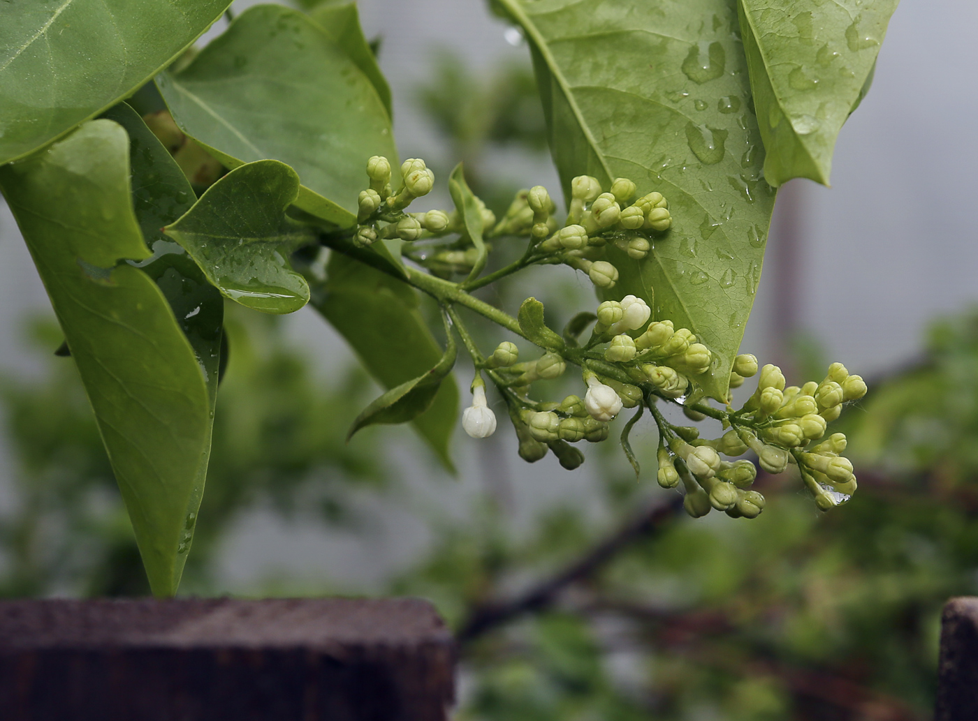 Изображение особи Syringa vulgaris.