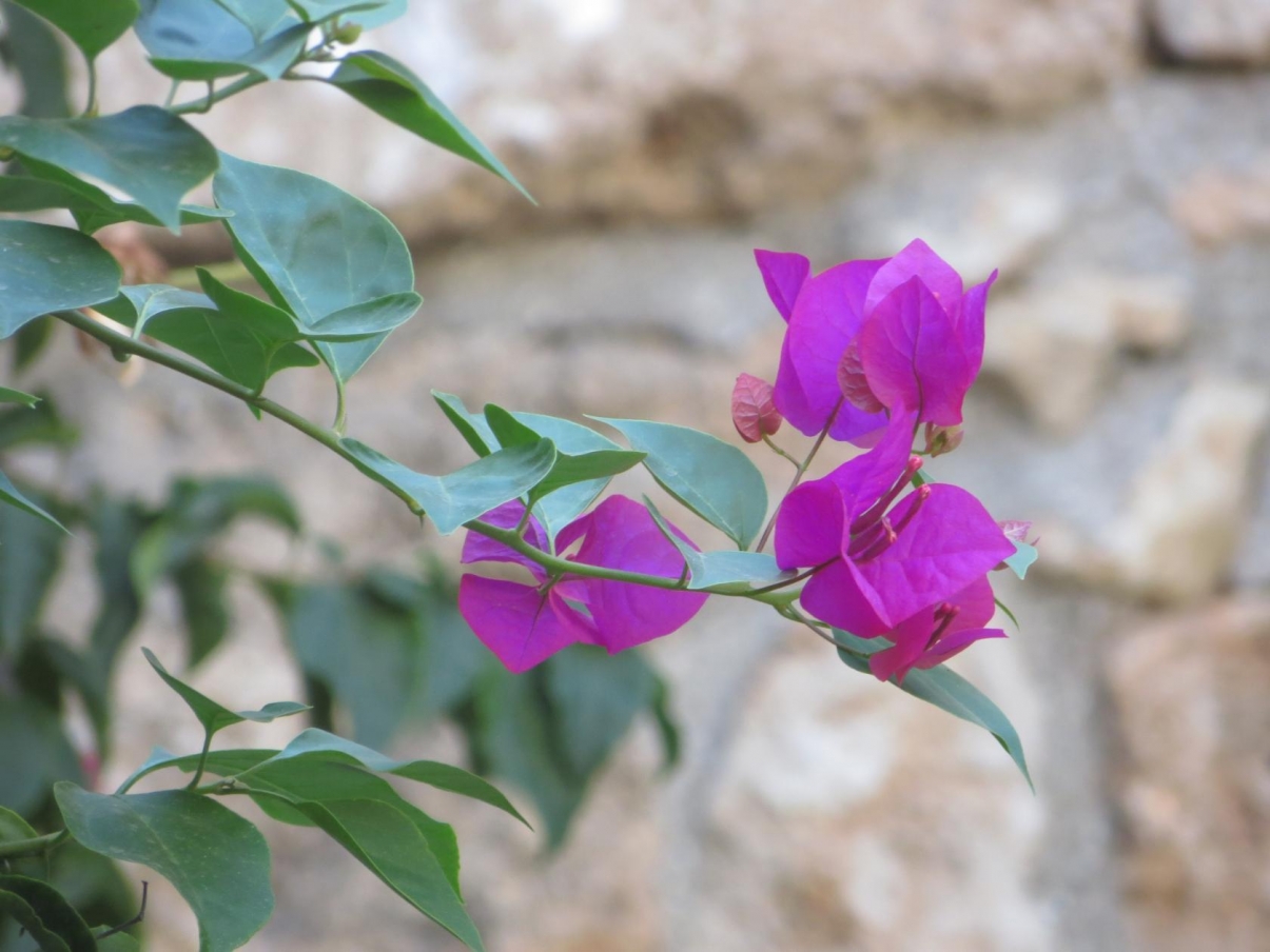 Изображение особи род Bougainvillea.