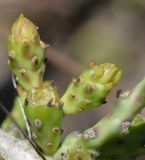 Cylindropuntia leptocaulis