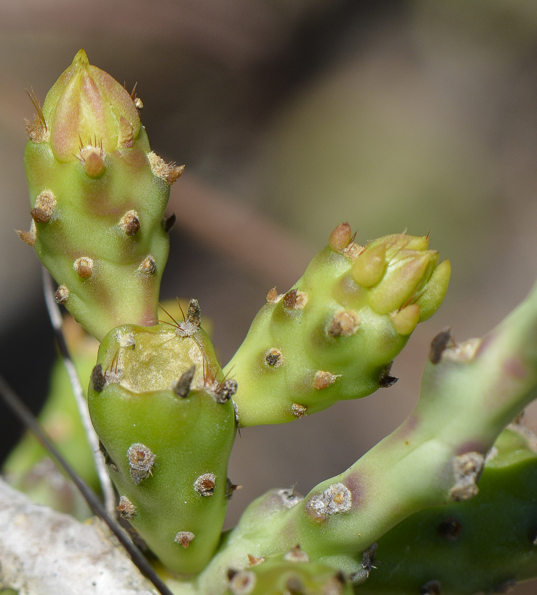 Изображение особи Cylindropuntia leptocaulis.