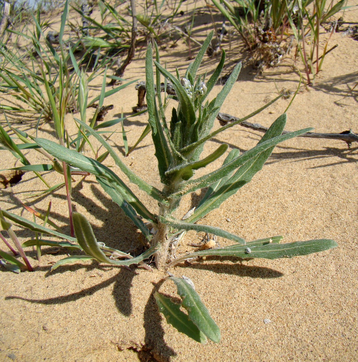 Image of Hyalea pulchella specimen.