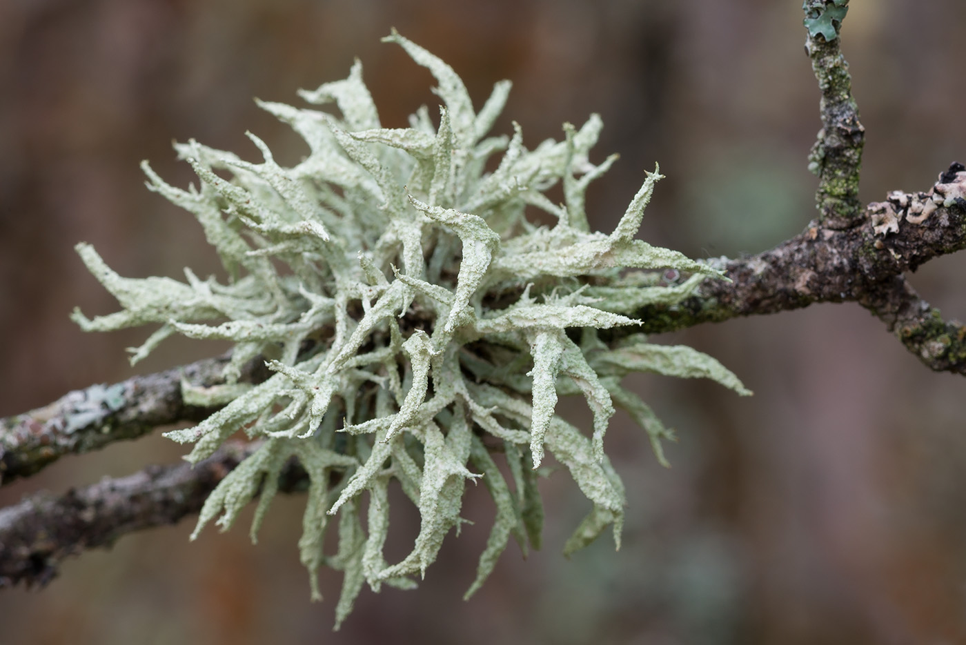 Изображение особи Evernia mesomorpha.