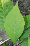 Callicarpa bodinieri