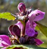 Lamium maculatum. Цветок и бутоны на верхушке соцветия. Чувашия, окр. г. Шумерля, Подвенец, Чёрный лес. 27 апреля 2008 г.