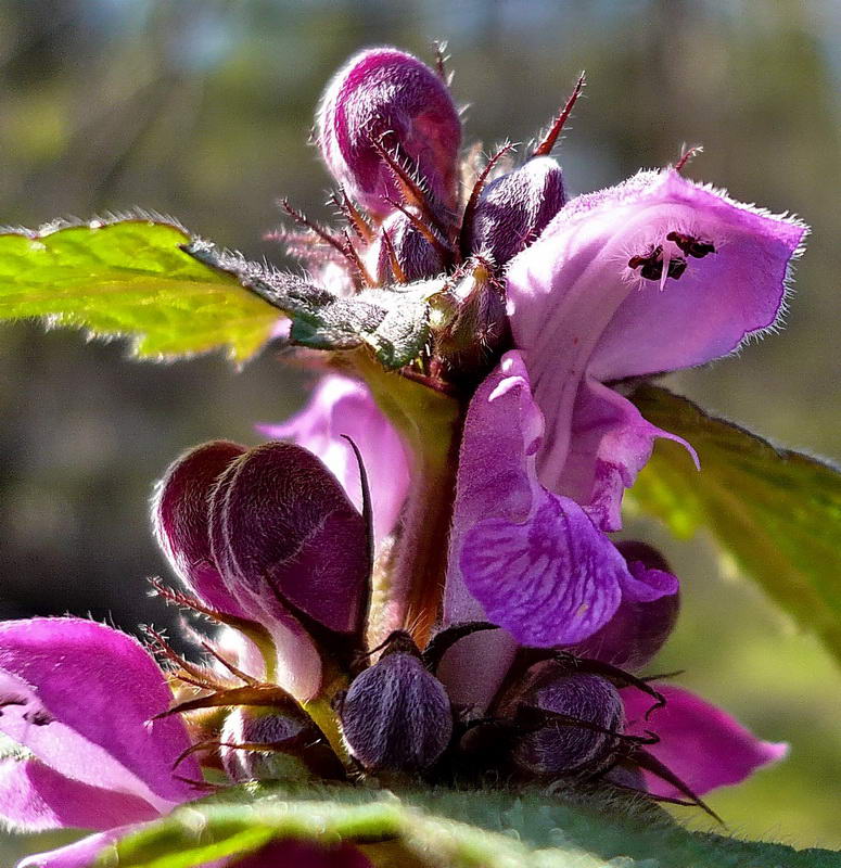 Image of Lamium maculatum specimen.