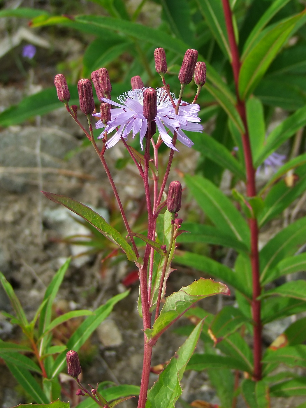 Image of Lactuca sibirica specimen.