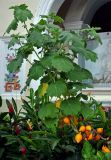 Solanum mammosum. Верхушка побега с плодами разной степени зрелости. Малайзия, о-в Пенанг, г. Джорджтаун, в культуре. 07.05.2017.