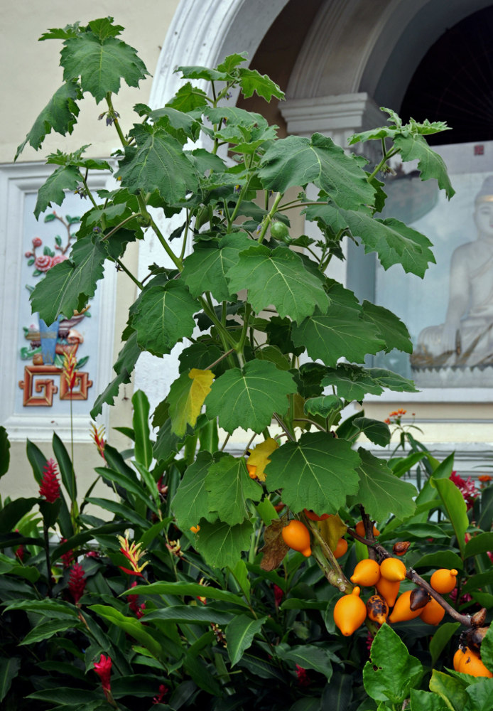 Image of Solanum mammosum specimen.