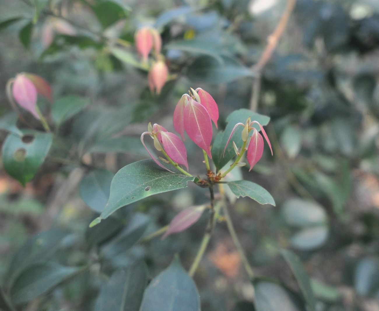 Изображение особи семейство Lauraceae.