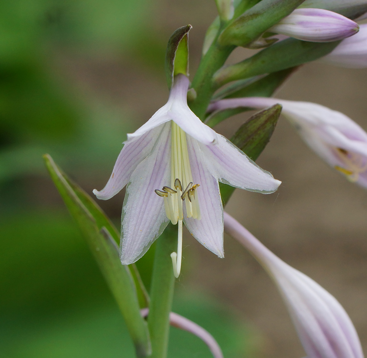 Изображение особи род Hosta.