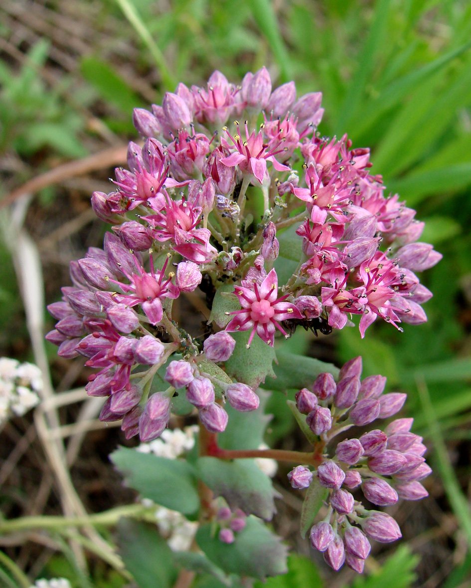 Изображение особи Hylotelephium triphyllum.