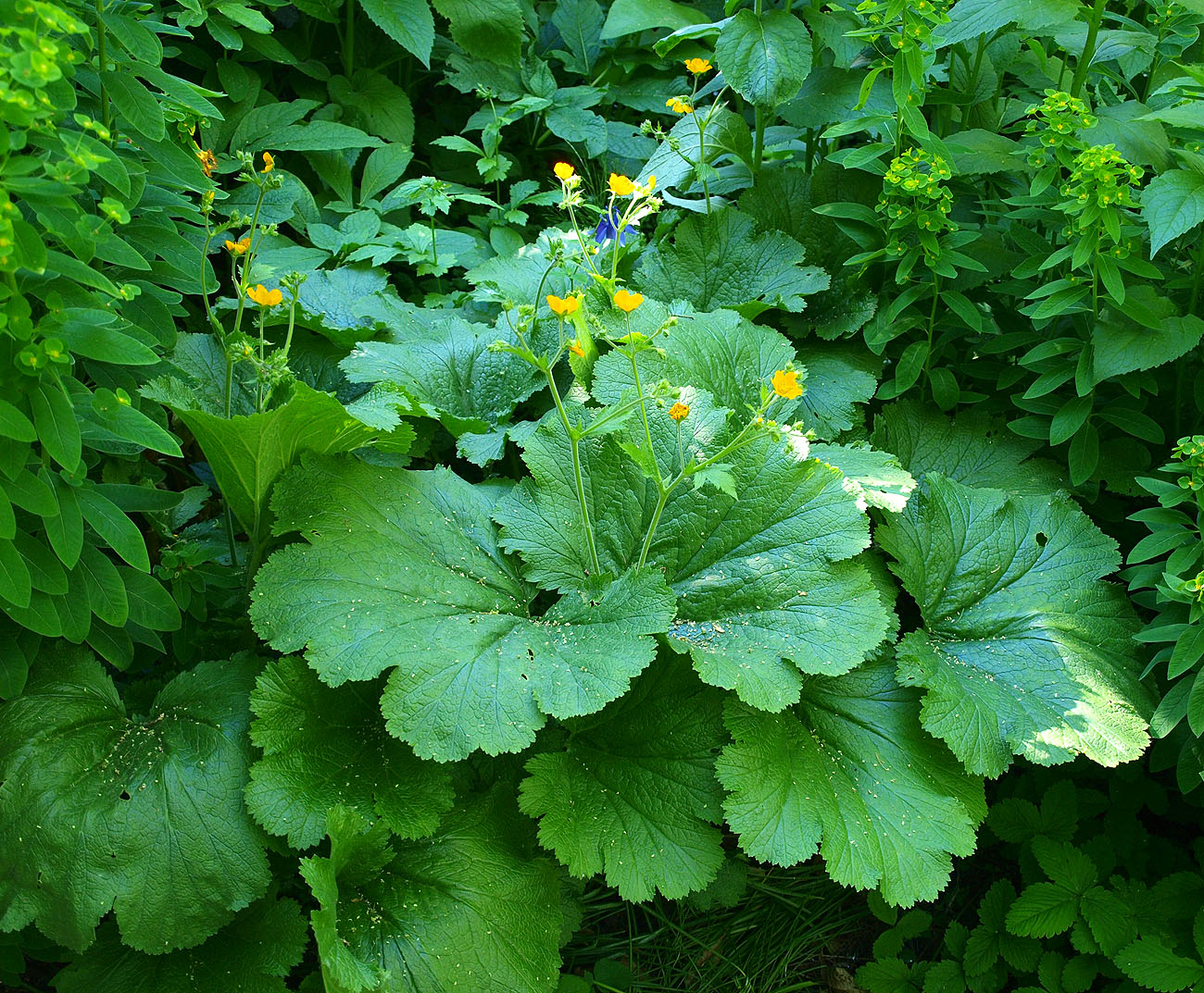 Изображение особи Woronowia speciosa.