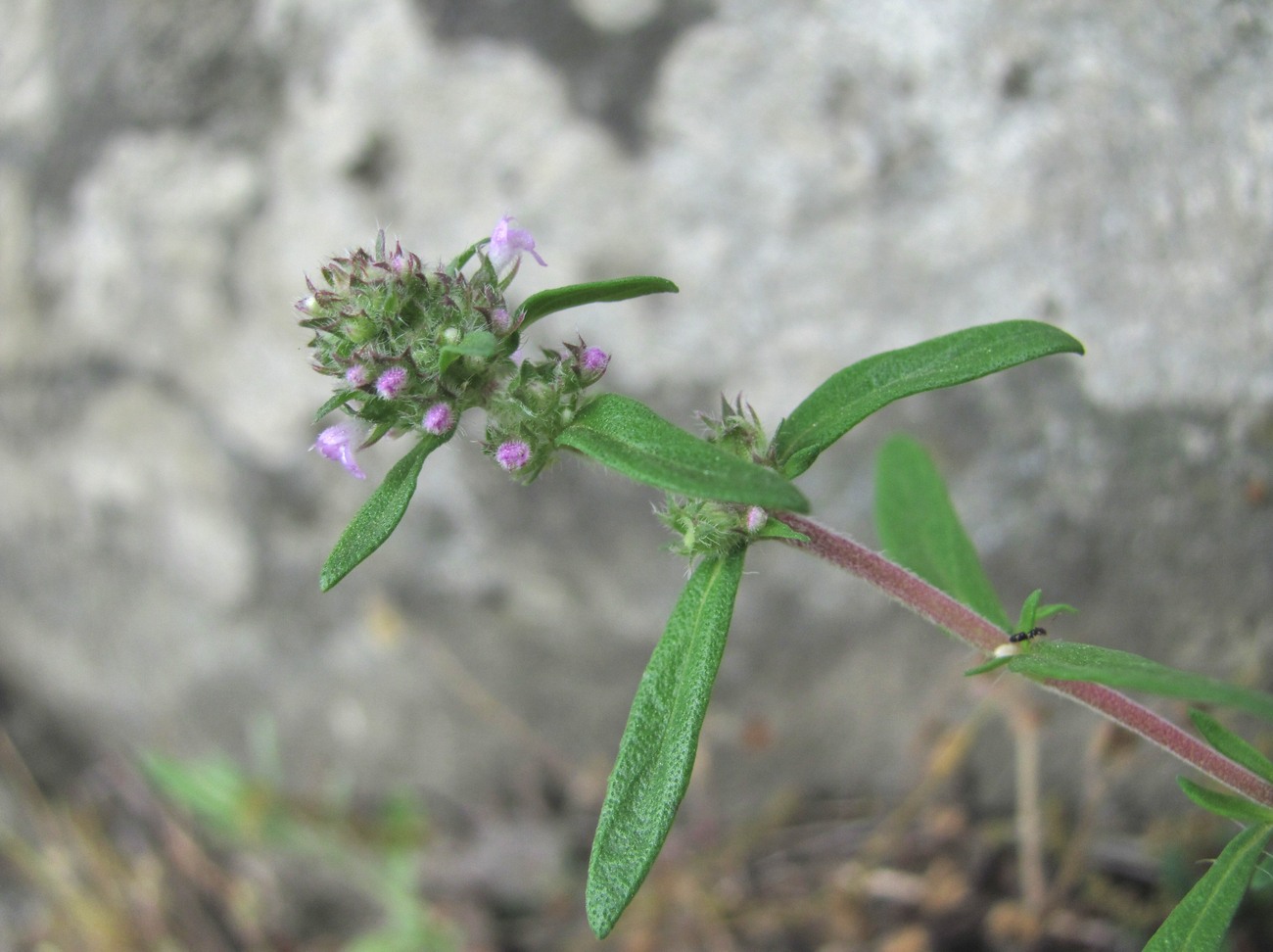 Изображение особи род Thymus.