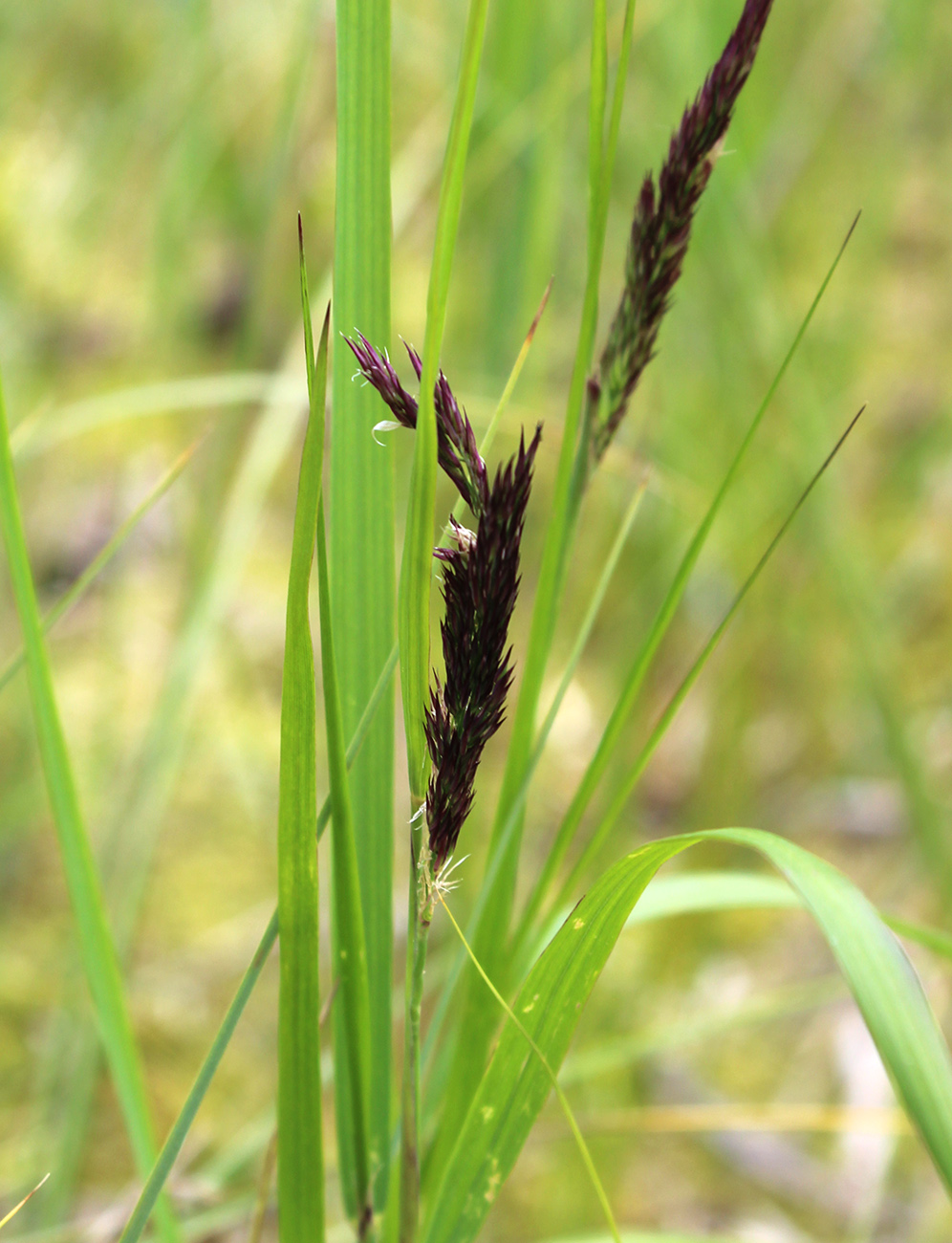 Изображение особи Calamagrostis canescens.