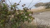 genus Crataegus. Веточки плодоносящего растения. Крым, Керченский п-ов, Приазовье, Генеральские пляжи, петрофитная степь на приморском склоне. 16.06.2018.