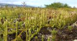 Lycopodium lagopus