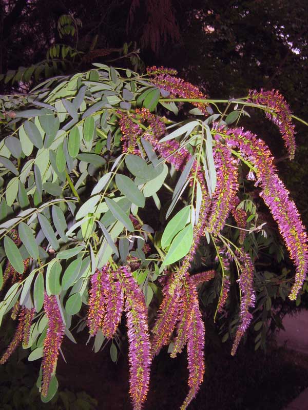 Изображение особи Amorpha fruticosa.