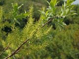 Salix bebbiana