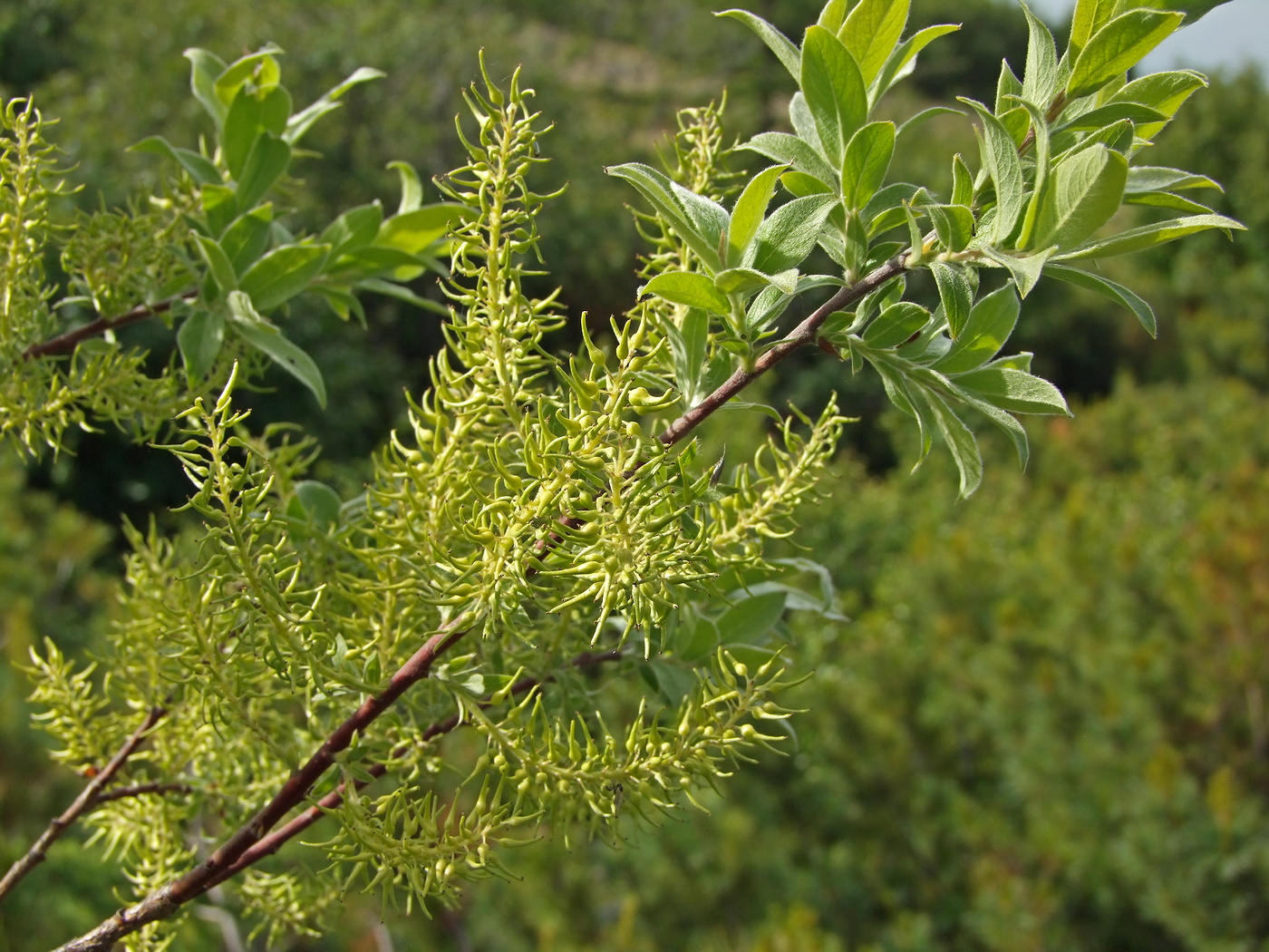 Image of Salix bebbiana specimen.