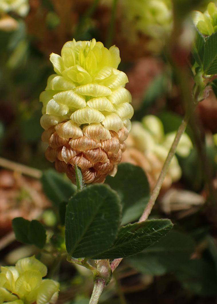 Image of Trifolium campestre specimen.