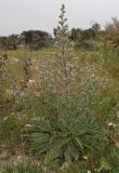 Echium biebersteinii