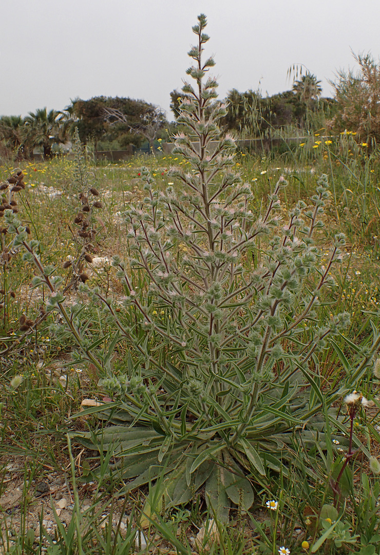 Изображение особи Echium biebersteinii.