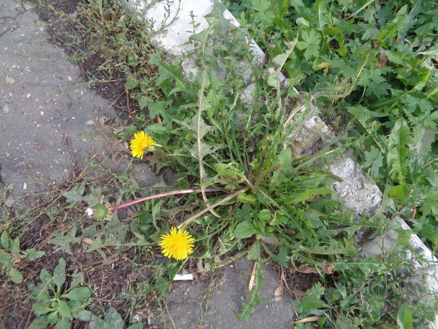 Изображение особи род Taraxacum.