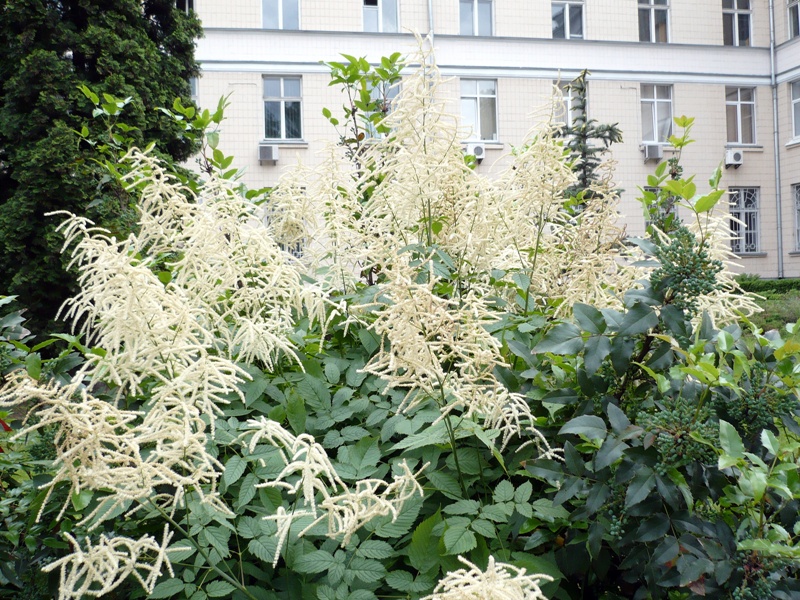 Image of Aruncus sylvestris specimen.