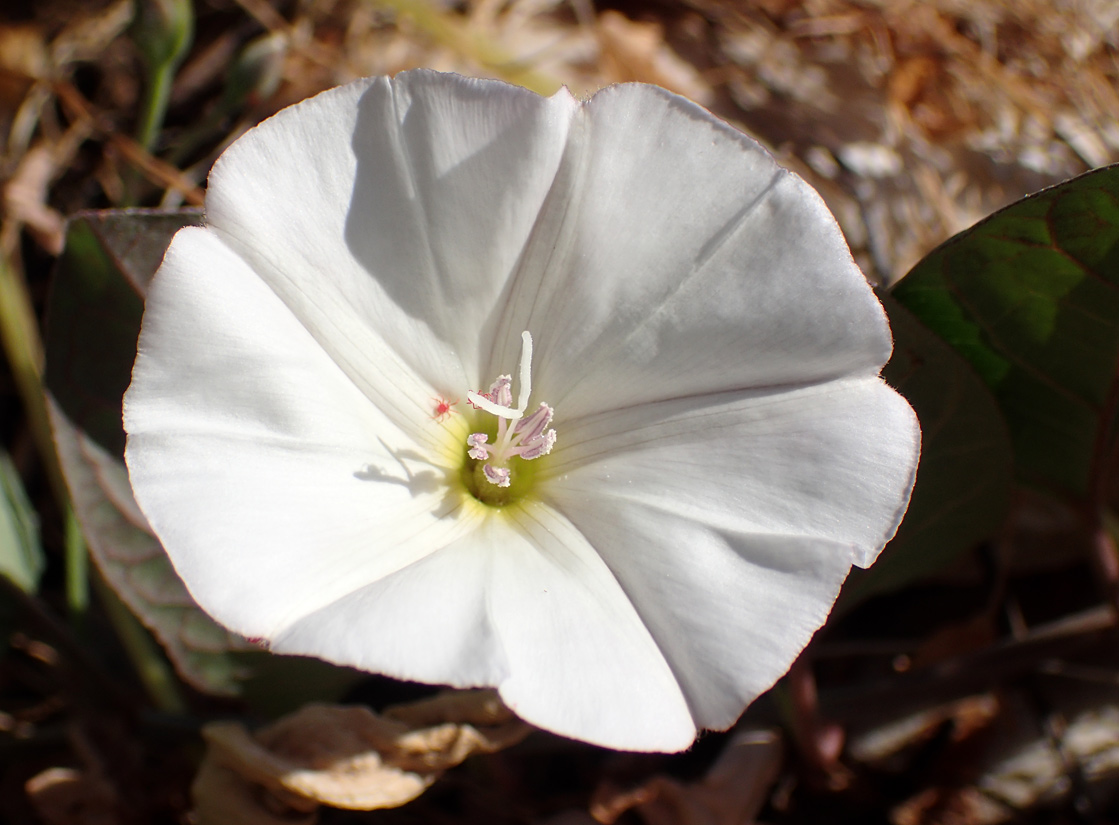 Image of Convolvulus arvensis specimen.