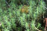 Polytrichum commune