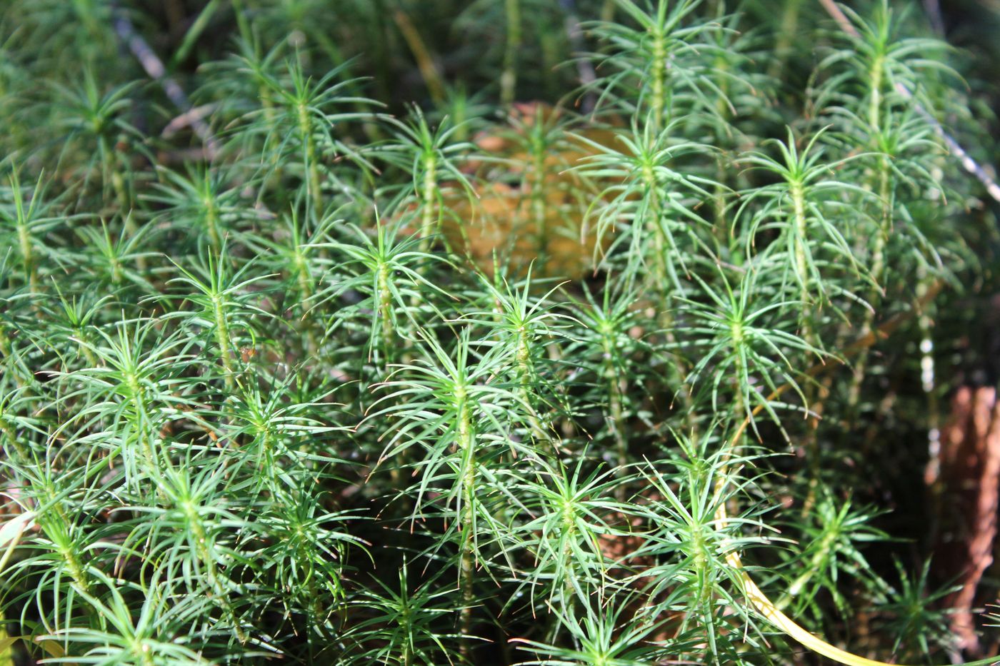 Image of Polytrichum commune specimen.
