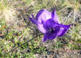 Aconitum delphiniifolium