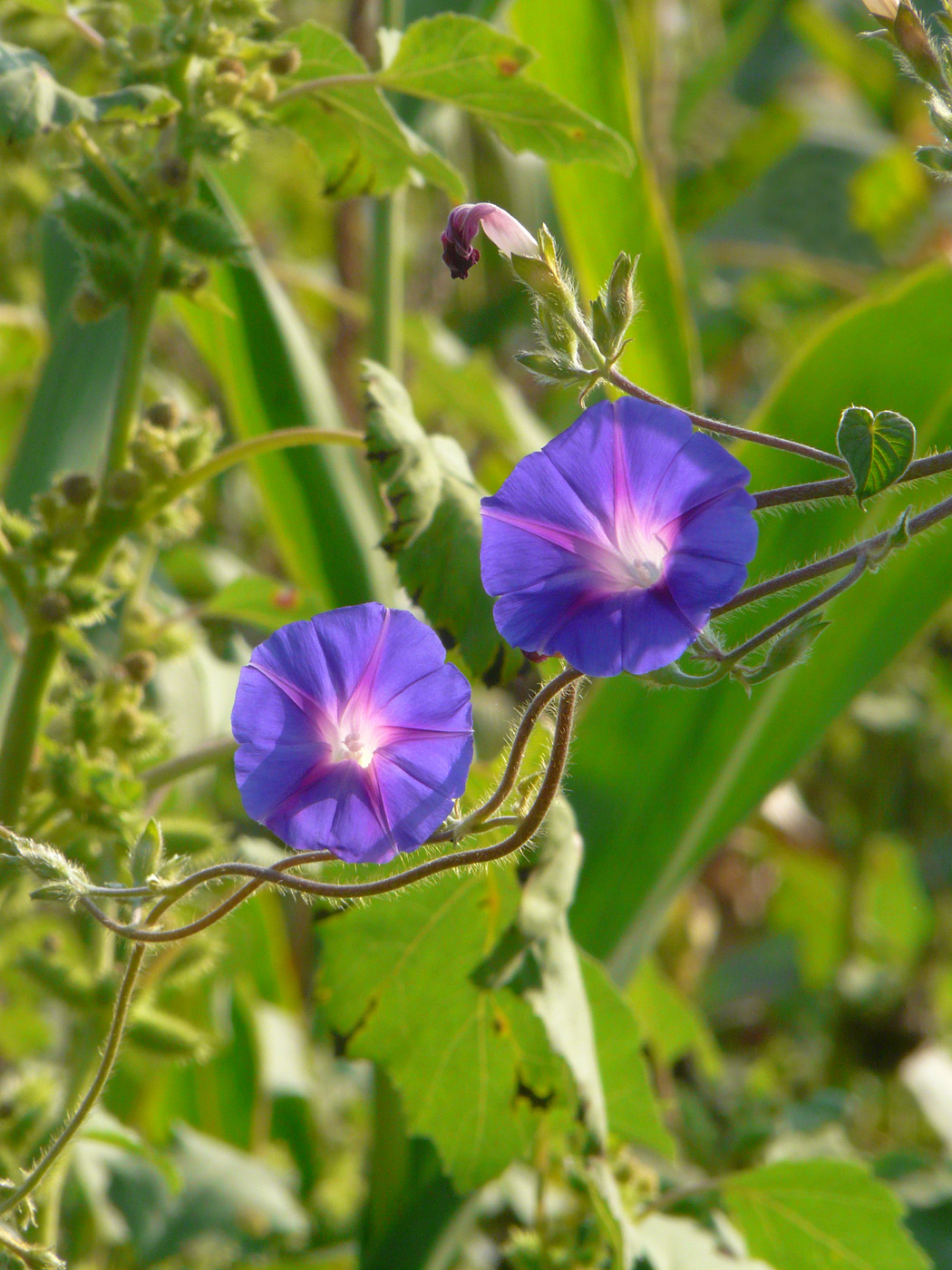 Image of Ipomoea purpurea specimen.