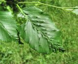 Carpinus betulus