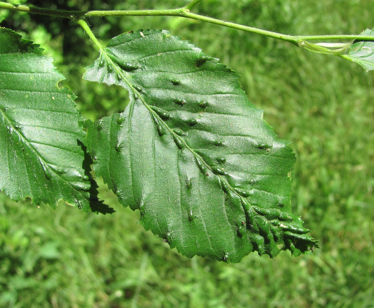 Изображение особи Carpinus betulus.