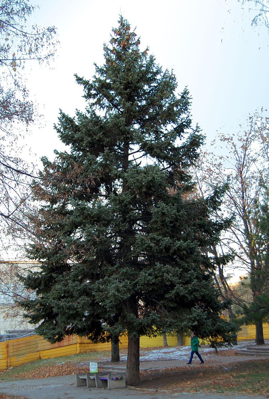 Image of Picea pungens specimen.