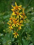 Ligularia sibirica. Соцветие. Красноярский край, Ермаковский р-н, природный парк \"Ергаки\", берег оз. Светлое, ≈ 1500 м н.у.м., луг на опушке хвойного леса. 19.07.2018.