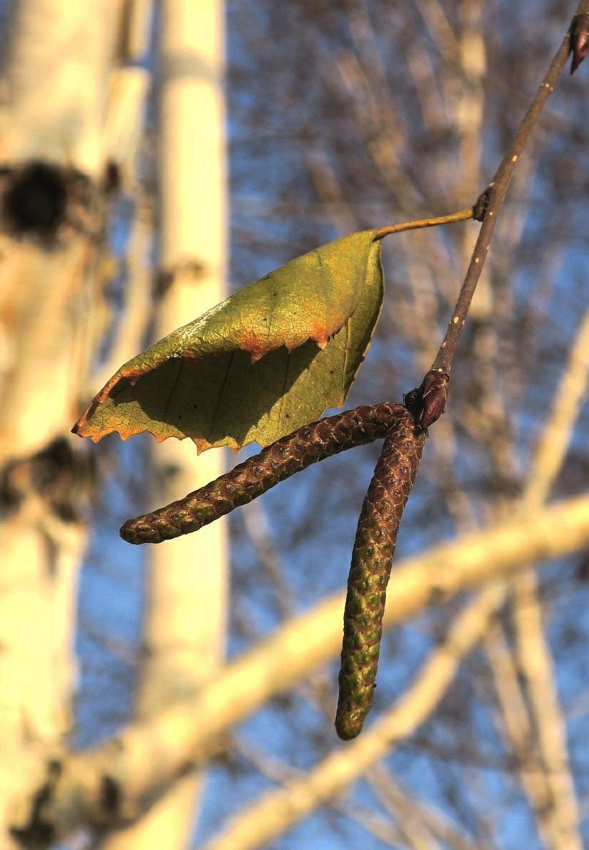 Изображение особи Betula papyrifera.