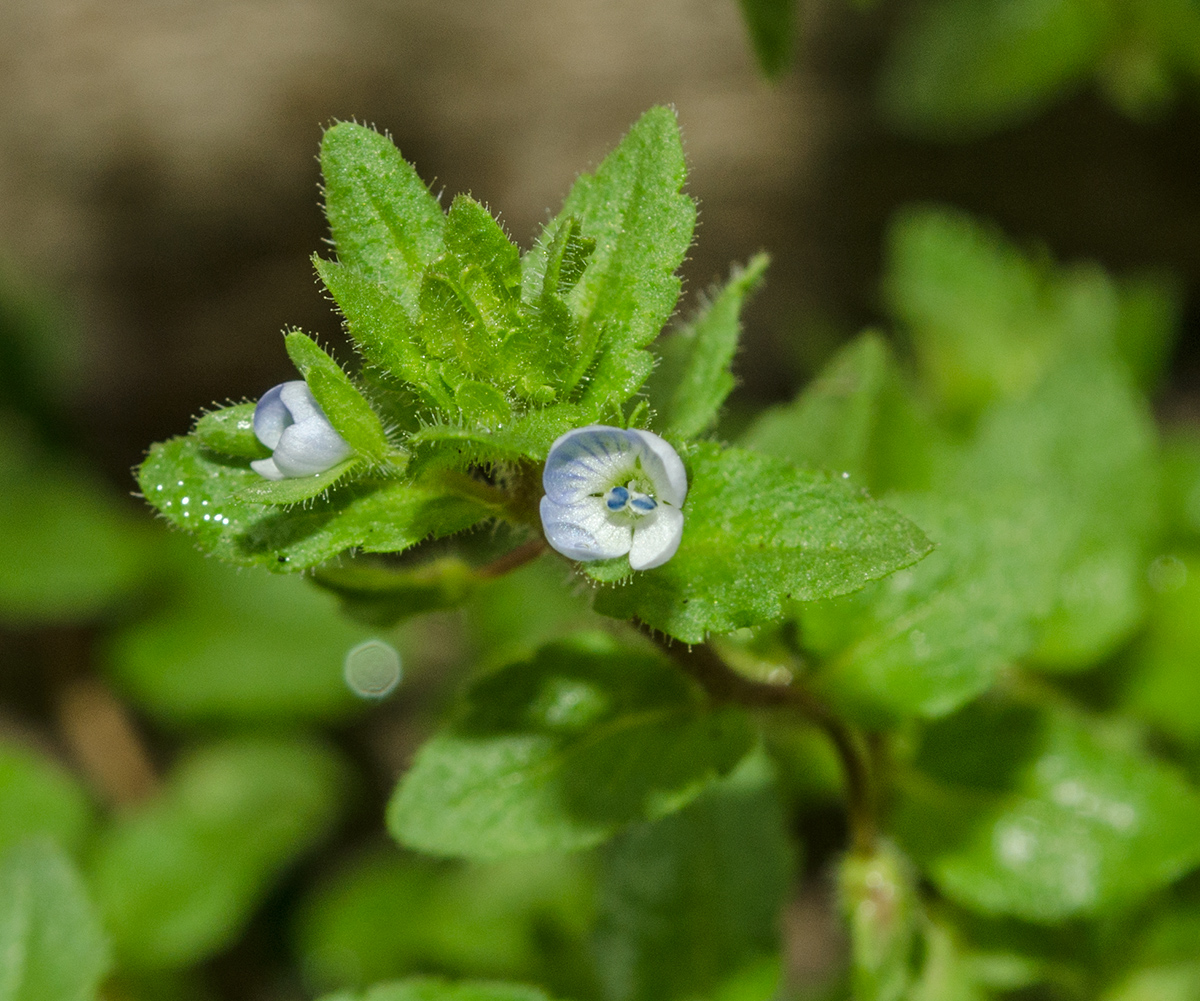 Image of Veronica agrestis specimen.