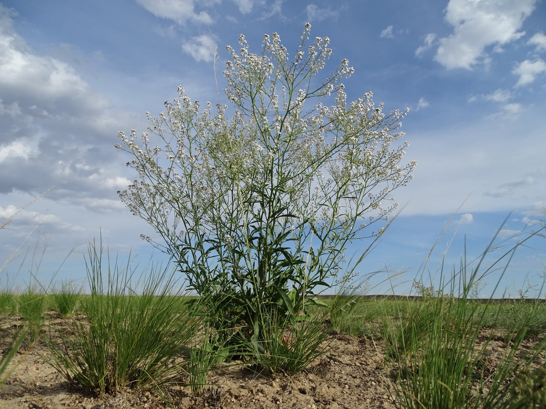 Изображение особи Lepidium ferganense.