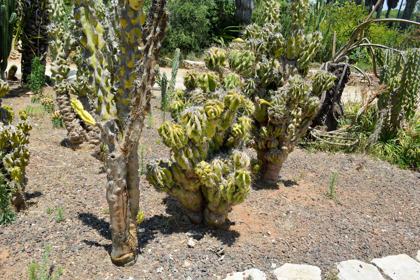 Image of Cereus peruvianus var. monstrosus specimen.