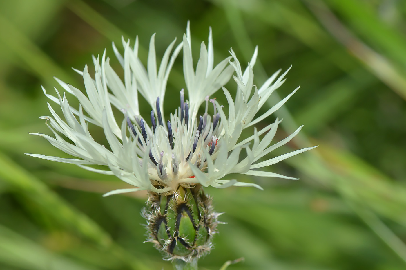 Image of Centaurea cheiranthifolia specimen.