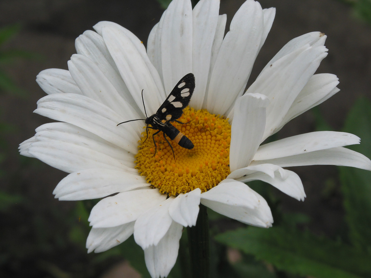 Image of Leucanthemum maximum specimen.