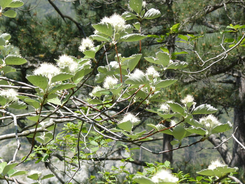 Image of Sorbus tauricola specimen.