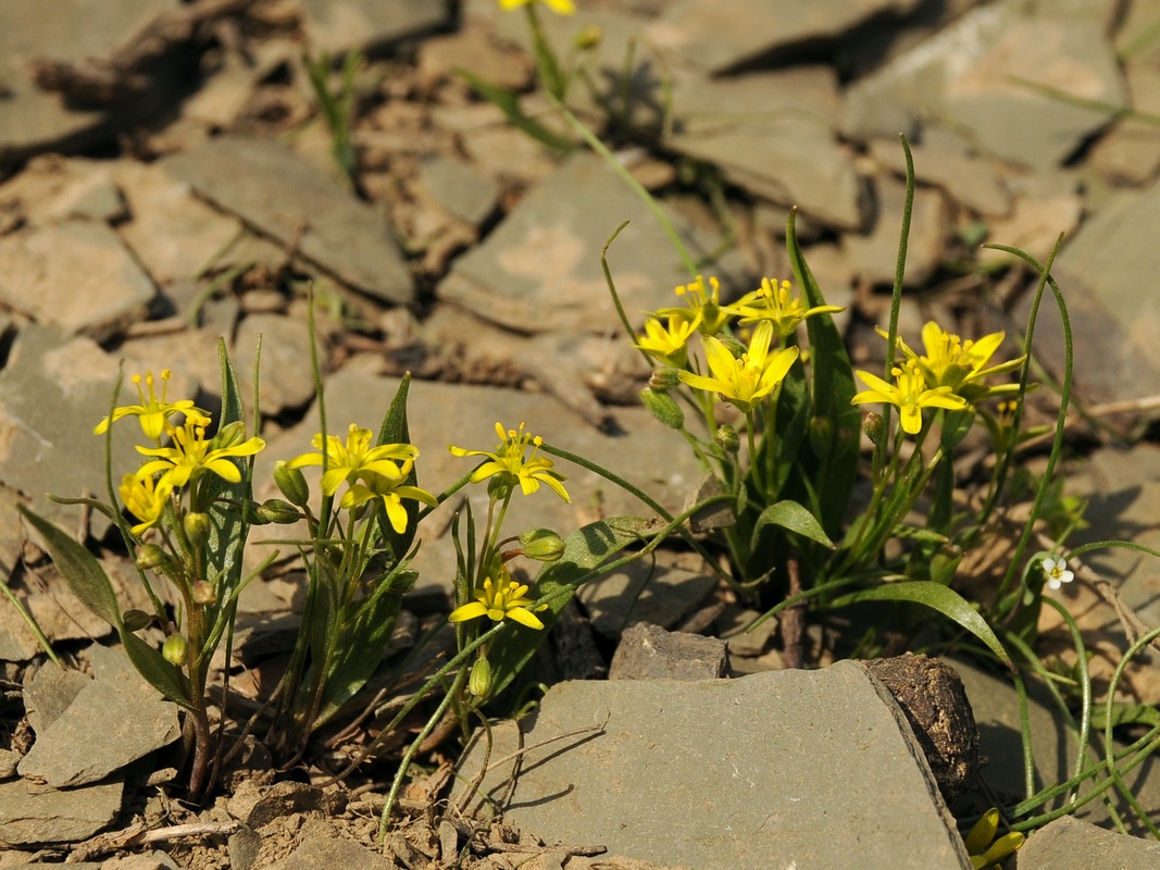 Изображение особи Gagea minutiflora.