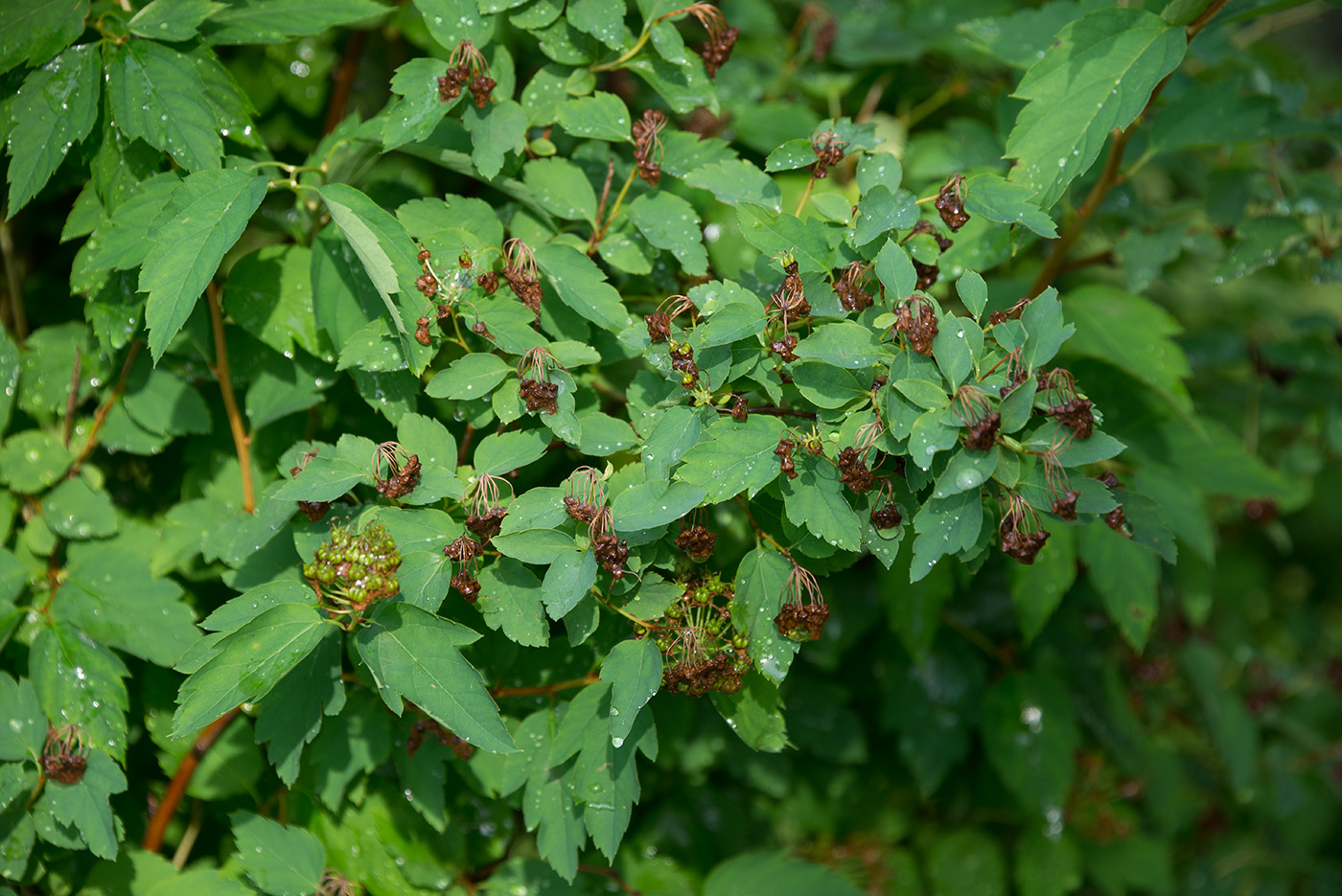 Изображение особи Spiraea chamaedryfolia.